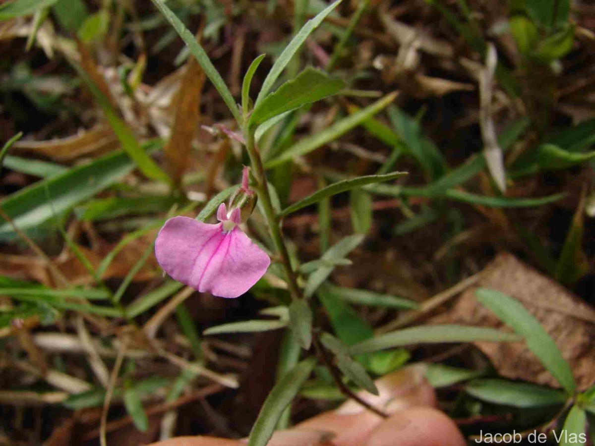 Pigea enneasperma (L.) P.I.Forst.